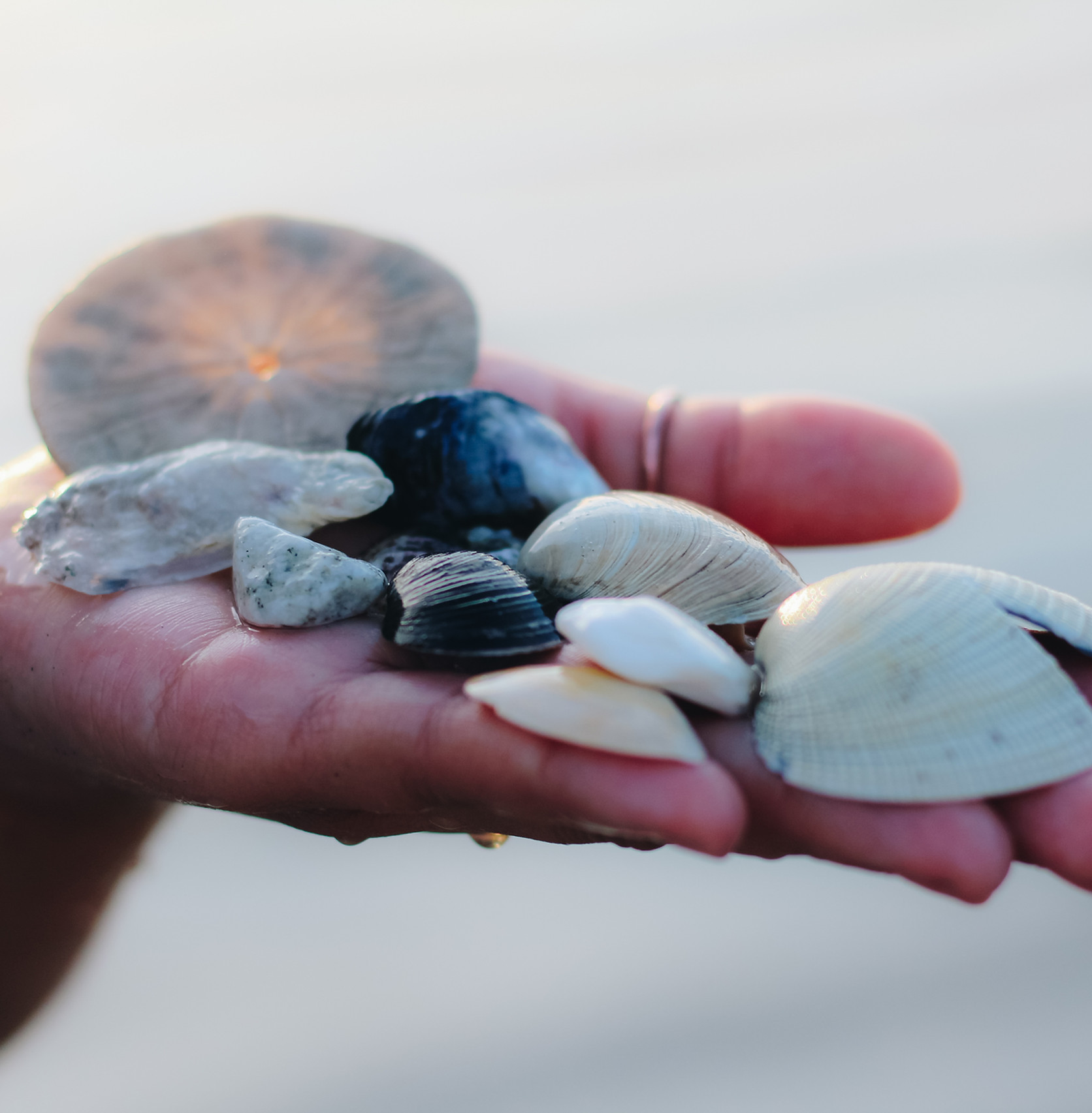 Hand mit Muscheln und Steinen am Strand